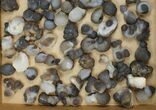Lot: to Natural Chalcedony Nodules - Pieces #137986-1